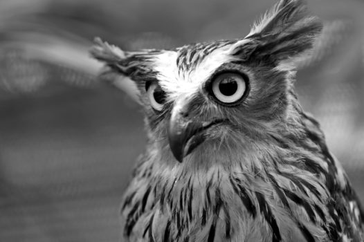 谷仓猫头鹰黑白摄影图片