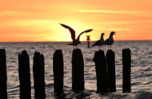 日暮黄昏大海防汛石柱海鸥剪影图片