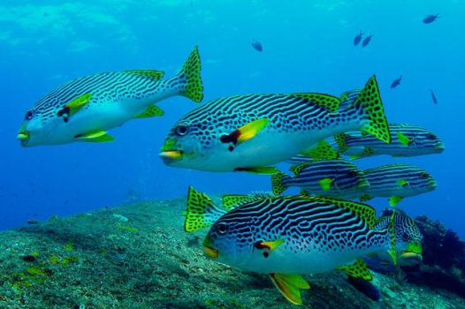 水族馆斜带甜唇鱼图片