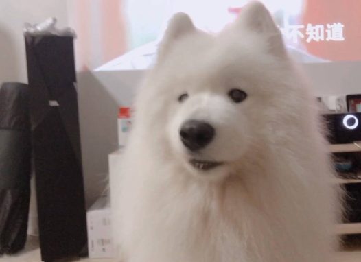 好久没更新啦～～～～～～我的歪歪poppy 都已经长大了好多