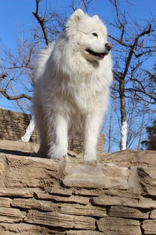 在冬天就要落下帷幕的今天,我们迎来了小年。 虽然立春了,但天气依然寒冷,仍旧一派冬日景象,春的和煦还未到来。然而,历经冬日的蛰伏,万物都将重新焕发生机,一切美好也将渐次绽放。 这个冬天北京虽然至今无雪,但我们的快乐依然不减!愿这份快乐传递给你,迎着春的气息,让我们加油努力,规划明天更美好的未来吧!小年快乐!