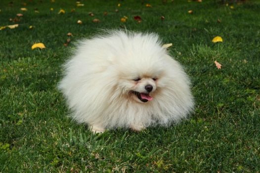 草地可爱博美犬图片