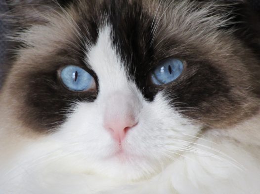 萌猫咪头部特写图片