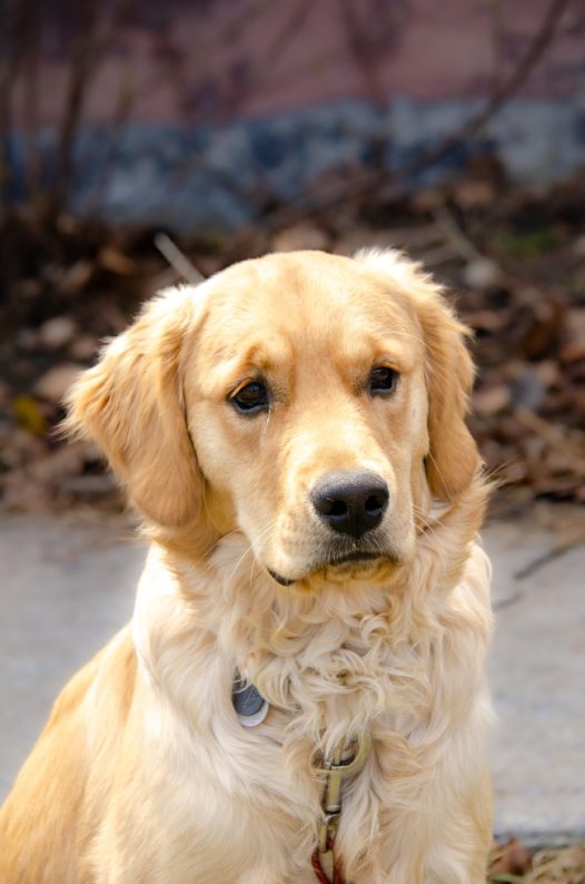 可爱呆萌金毛猎犬图片