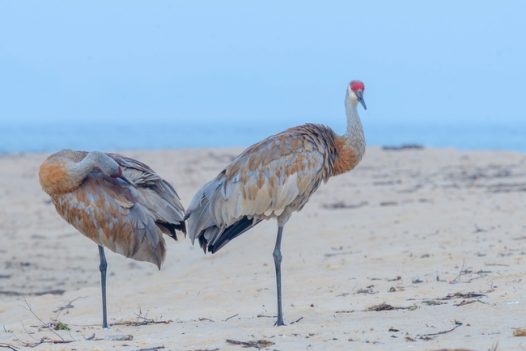 站在海滩沙地上的野生飞禽图片