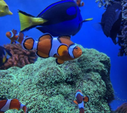 蓝色深海小丑鱼鱼群图片