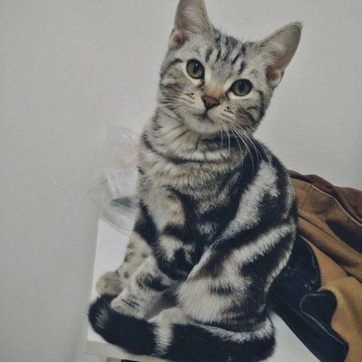 家里有两只虎斑猫。都是超级粘人的妹子。它们是一对从小分离，互不相认的亲母女。它们会因为争地盘打架，也会偶尔一起玩耍嬉闹。