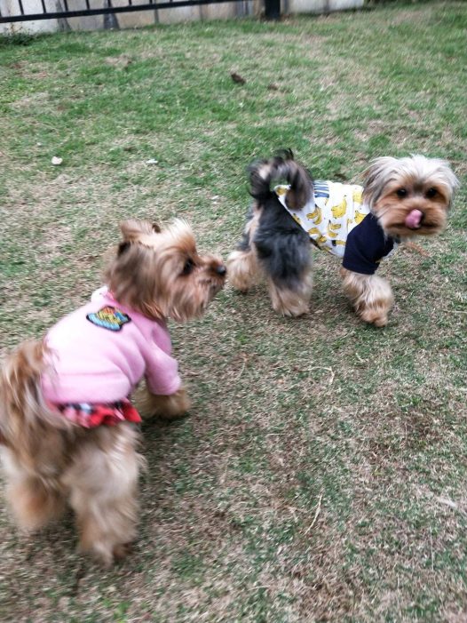 两岁时的菲菲生下了四个儿子，一年多后绝育了。 绝育之前~它是不怎么爱玩的，出门总是要家人抱抱，撅睡懒得动，也不许别人靠近，警觉，一般人是摸不到它的。 绝育后，现在快四岁的它反而每天玩的很疯，常常带头疯跑，变的开朗好动，还主动到熟悉的人身边求摸摸求挠挠。不是亲眼目睹真是不敢相信它完全是换了一个汪。 这绝育前后的质变让家人从顾虑变得由衷的欣慰与开心。愿我们的毛孩子们都能快乐健康的成长。让它们短暂的一生在关爱和快乐中度过。