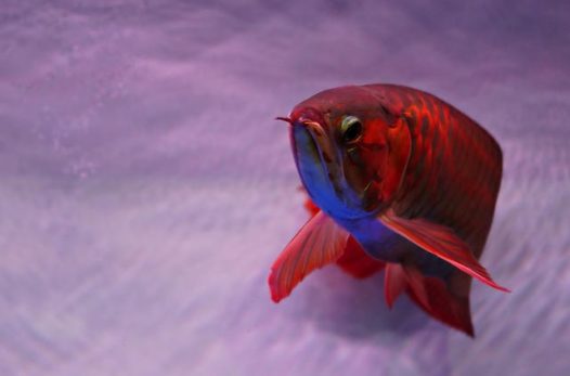水族馆血红龙鱼摄影图片