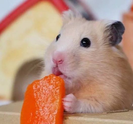 你有什么特长？仓鼠：我舌头特长