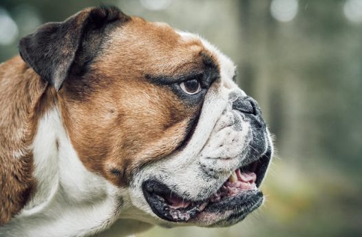 斗牛獒犬头部摄影图片