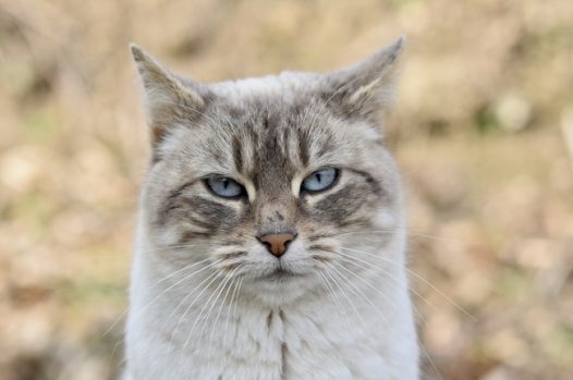 可爱呆萌欧洲猫摄影图片