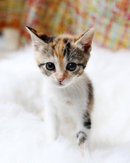 小猫, 悲伤的眼睛