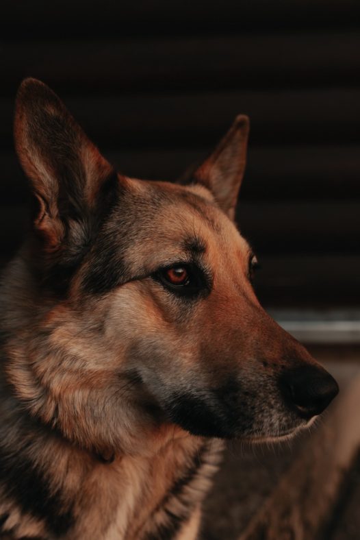帅气德牧犬图片