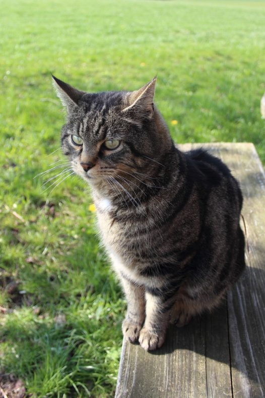 户外绿色草地虎斑猫图片