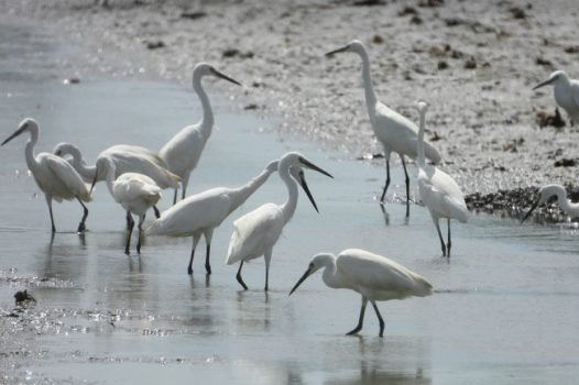 河边野生黑脸琵鹭群摄影图片
