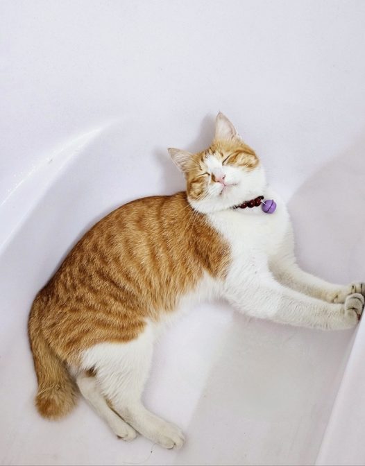 可爱小花猫萌宠写真摄影图片