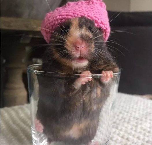 让这只小仓鼠看起来有点丑、又有点萌。
