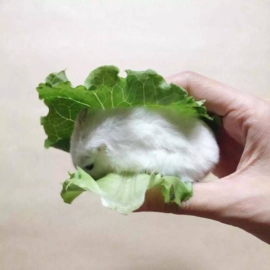 决定了,今天就吃生菜包肉吧!