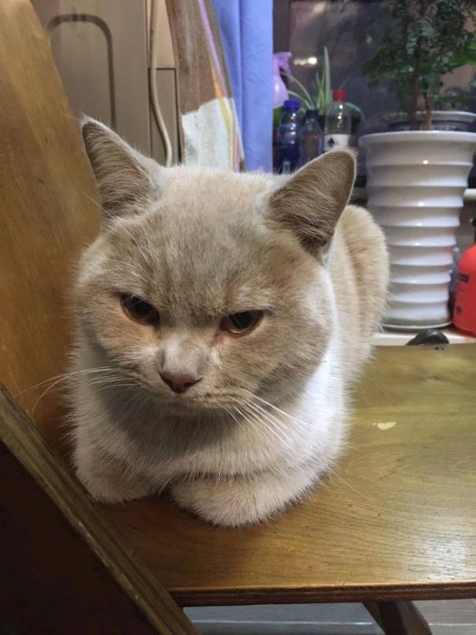 猫大侠