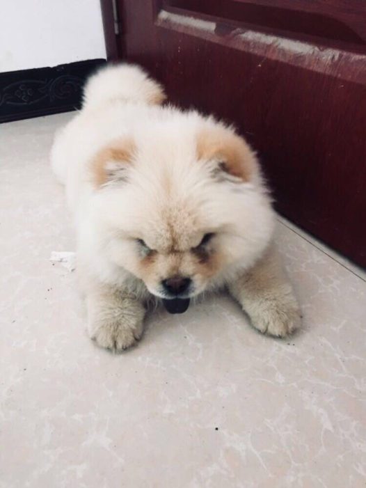 给你取名叫点点,今天第一天把你捡回来,你今晚上一定对这个新环境不适应,过几天你就会好的