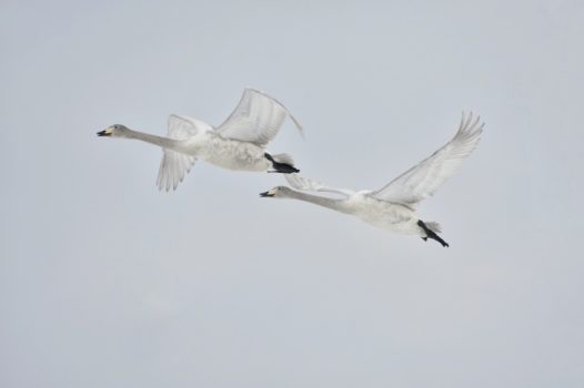 两只大雁南飞图片