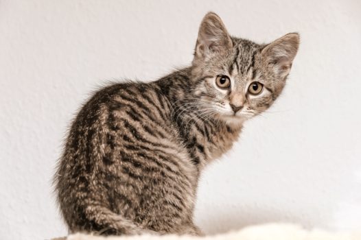 可爱虎斑猫壁纸图片