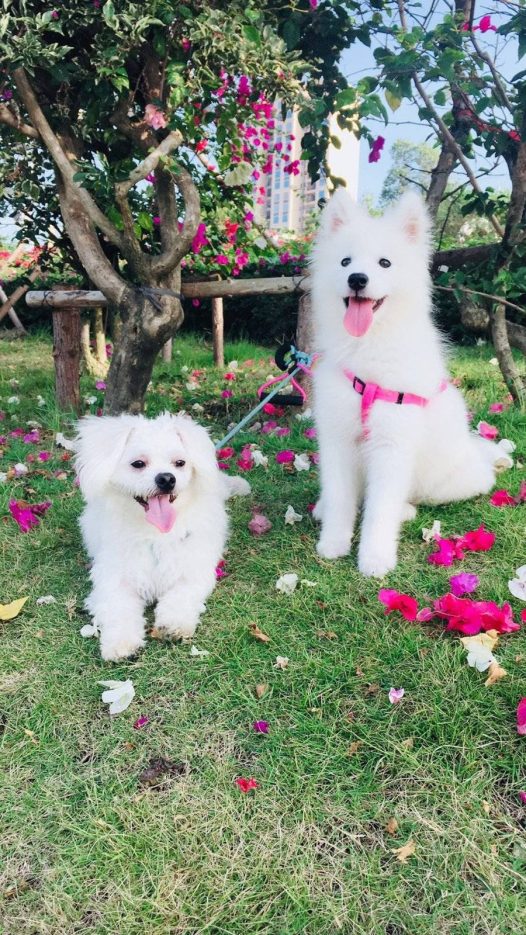 请叫我小点点点狗