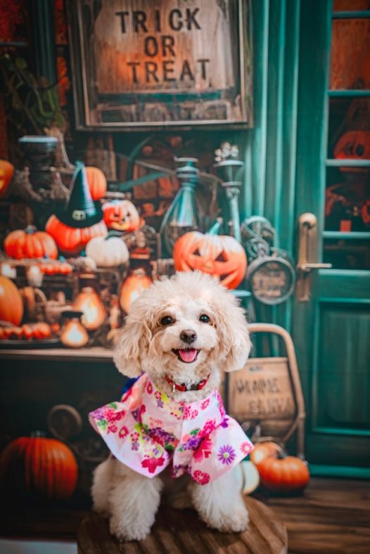 万圣节可爱贵宾犬萌宠写真图片