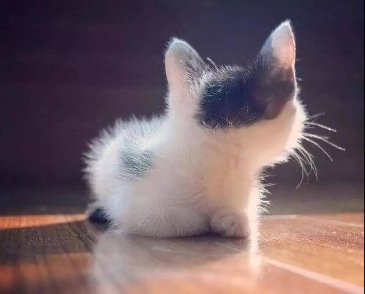 来几张小猫咪的背影杀图片，值的收藏哦
