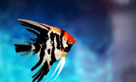 鸳鸯神仙,又名半身黑神仙,原产地南美洲亚马逊河,喜欢弱酸性软水。体长约为10~15厘米,体呈侧扁状,头尖,腹鳍是两条长长的丝鳍,前半身银白或灰白色,后半身全黑色,黑白分明,非常美丽。