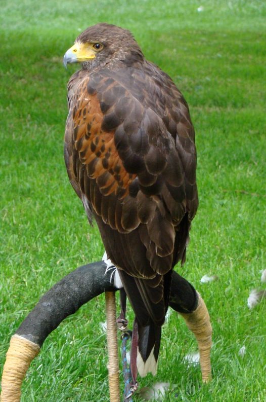 绿色草地野生秃鹰图片