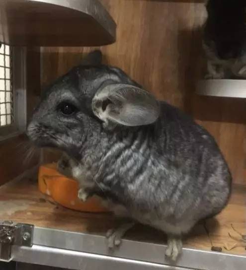 标灰色龙猫,丝绒黑两个都1岁,合笼:2019-1月25号合笼成功,乖巧听话