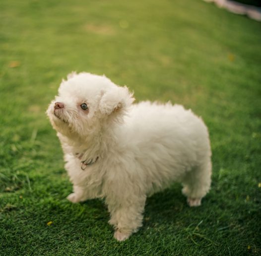 绿色草地可爱萌狗狗图片