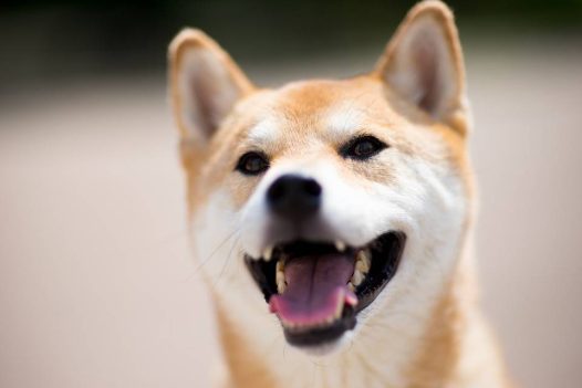 秋田犬