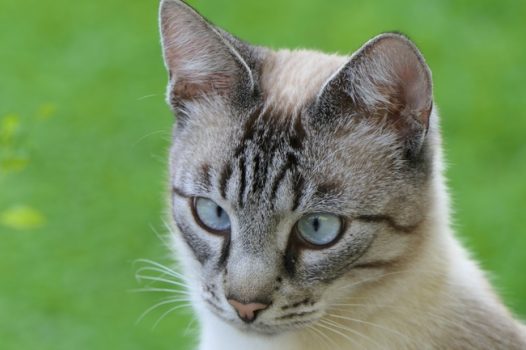 可爱狸花猫写真摄影图片