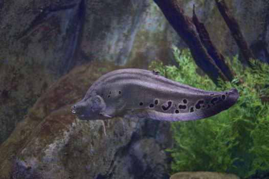 水族馆电鲶鱼图片
