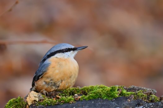 野生五十雀飞禽摄影图片