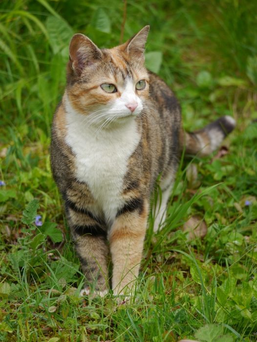 荒野草丛可爱小猫咪图片