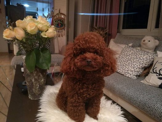 麻麻觉得天天是家里最美的装饰品，随便趴哪里都是美美的风景