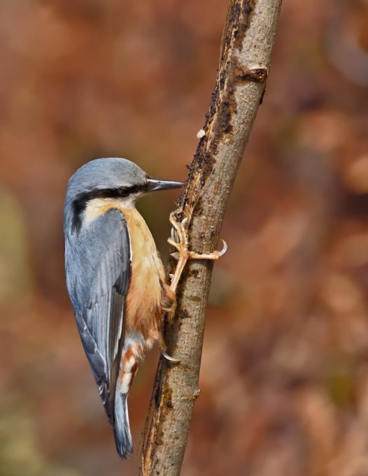 正在捉虫子的野山雀图片