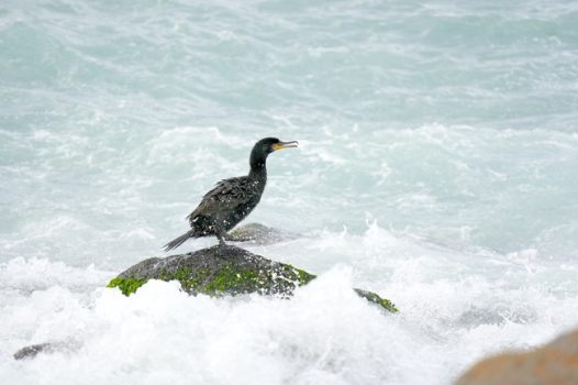 海边岩石黑色鸬鹚摄影图片