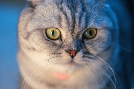 苏格兰折耳猫图片