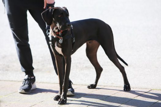 赛级杜宾犬图片