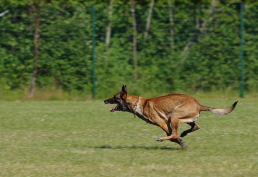 比利时牧羊犬图片