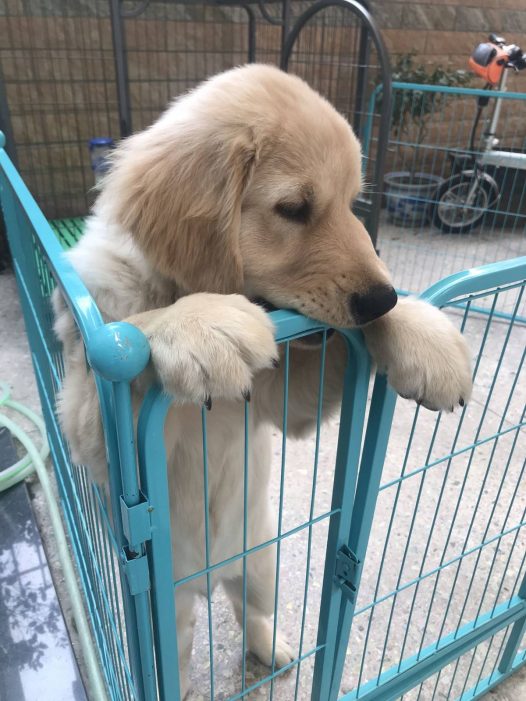 这是哪个帅哥的牙齿啊[偷笑][偷笑] 你们也会为你的宝贝留起乳齿吗[可爱]