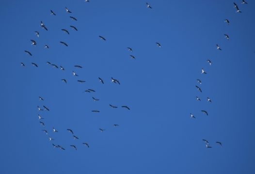 秋天大雁迁徙图片