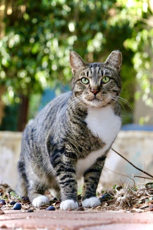 站立在院子里的家猫摄影图片