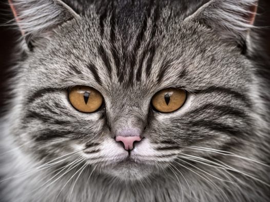 黑白單色調(diào)貍花貓攝影圖片