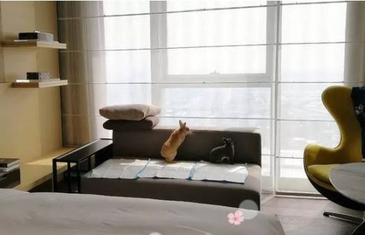 兔子会啃尿布，然后尿在沙发上弄得一塌糊涂。。。还是要看每个兔兔脾气的，我家小祖宗只能外带包，加抱在怀里